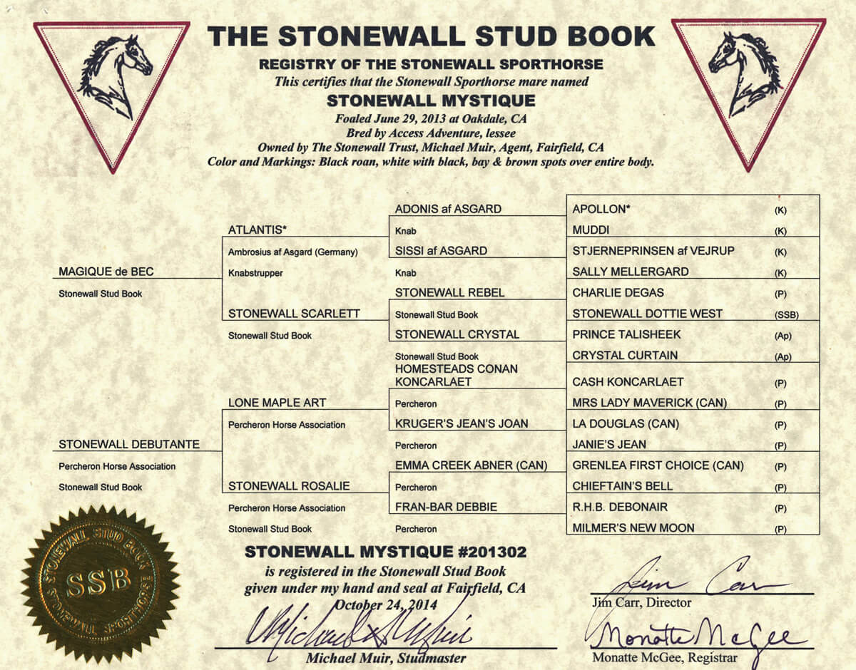 STONEWALL MYSTIQUE CERTIFICATE