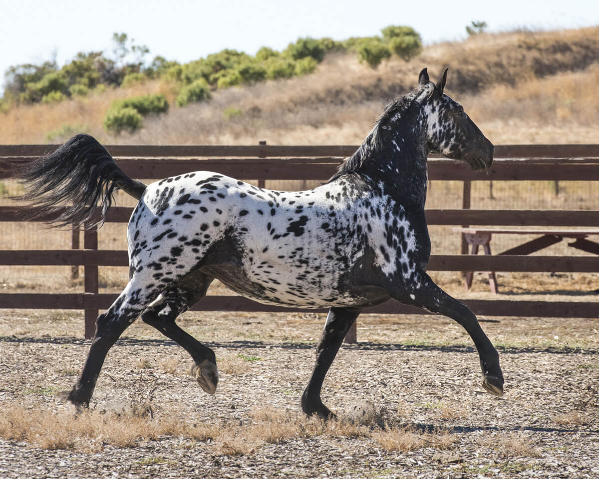 Stonewall Calypso